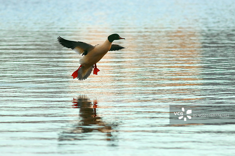 普通秋沙鸭在清晨平静的湖面上滑翔图片素材