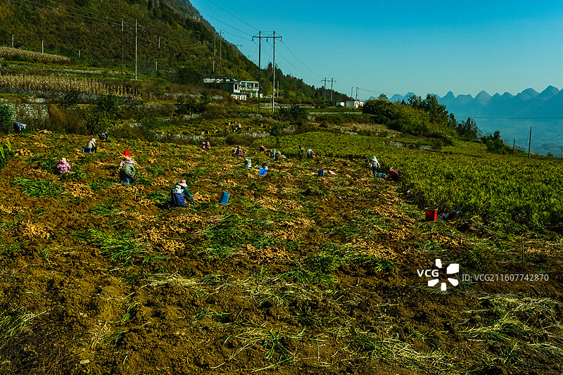 乌蒙深处，中国贵州省六盘水六枝特区郎岱镇洒志片区生姜收获场景，秋收后的田园风光，洒志村田园风光图片素材