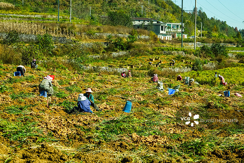 乌蒙深处，中国贵州省六盘水六枝特区郎岱镇洒志片区生姜收获场景，秋收后的田园风光，洒志村田园风光图片素材