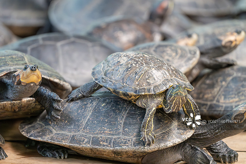 一群乌龟在岸上休息的特写镜头图片素材