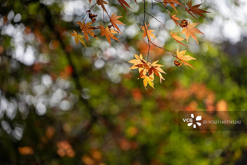 江西庐山美庐 庐山秋景图片素材