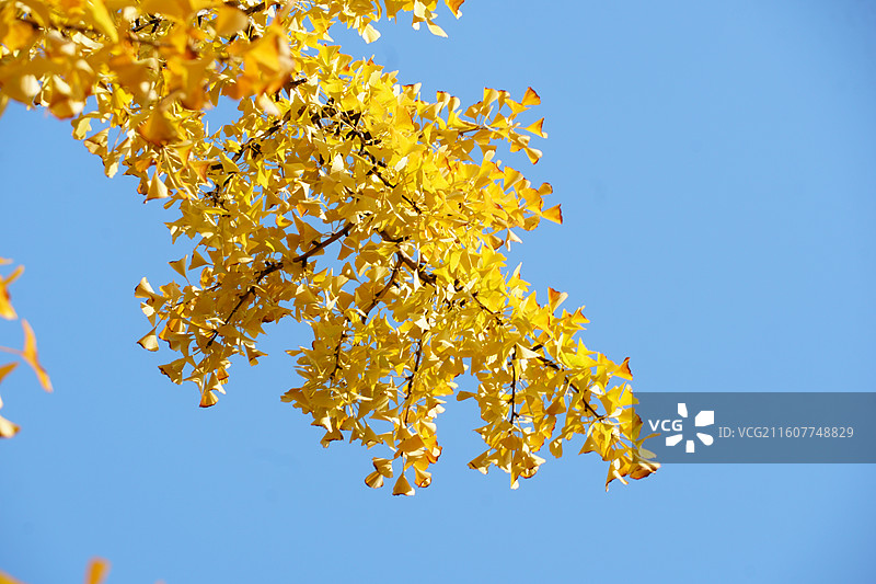 一枝银杏-苏州道前街图片素材