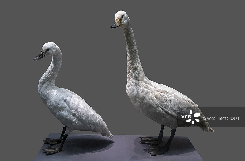 天津自然博物馆“家园·生命展区”：小天鹅（2008年4月17日采集于天津动物园）、大天鹅图片素材