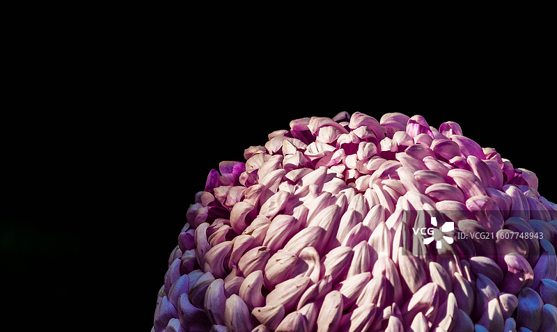 微距摄影菊花的粉紫色花瓣图片素材