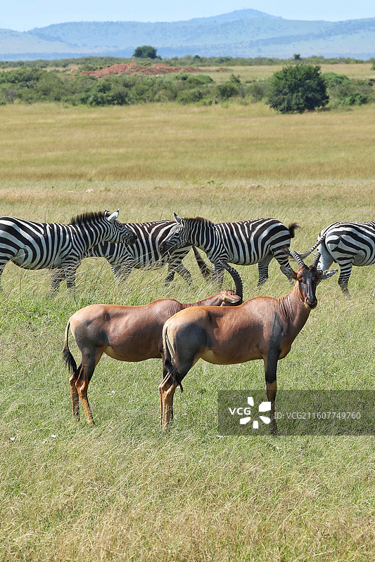 东非草原上的转角牛羚图片素材
