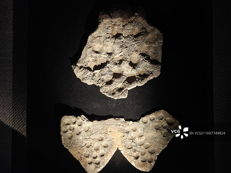 成都金沙遗址博物馆-卜甲图片素材