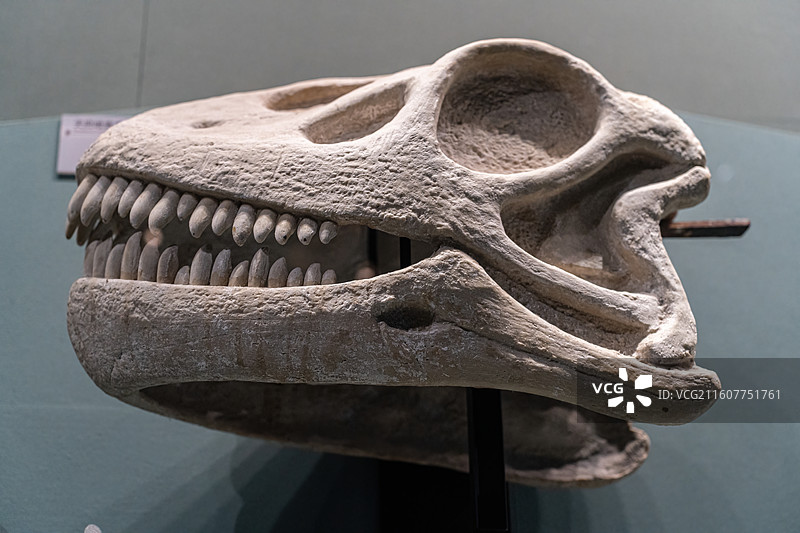 四川成都自然博物馆藏天府峨眉龙头骨图片素材