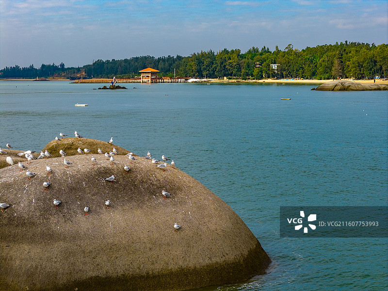 广西钦州三娘湾海岸岩石上的海鸥图片素材