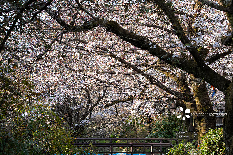 京都哲学之道樱花图片素材