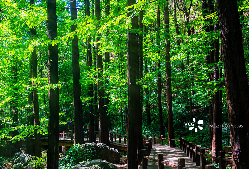 一条小路从树林穿过，仰拍森林中生长的高耸的水杉树木低视角镜头图片素材