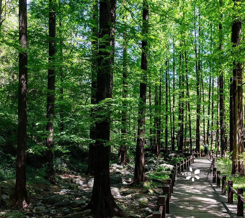 一条小路从树林穿过，仰拍森林中生长的高耸的水杉树木低视角镜头图片素材