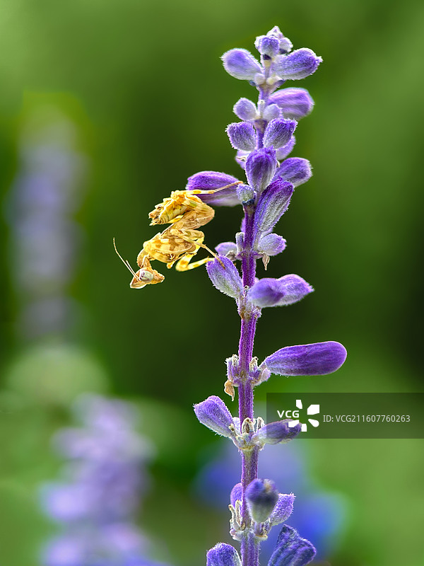 金螳栖紫英图片素材