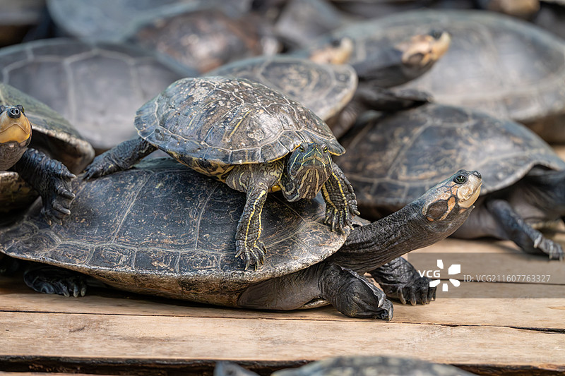 一群乌龟在岸上休息的特写镜头图片素材