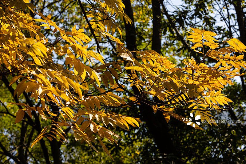 初冬阳光下的黄叶植物图片素材
