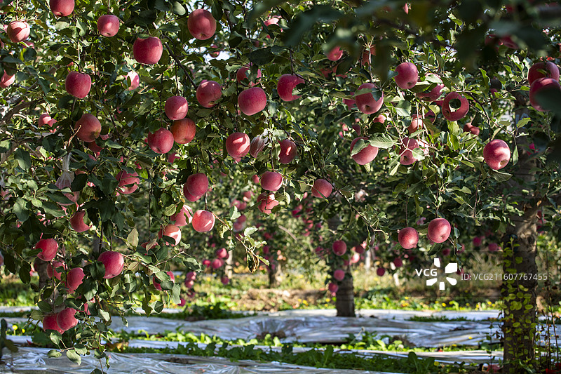 万荣果园丰收红苹果 采摘时节景象图片素材