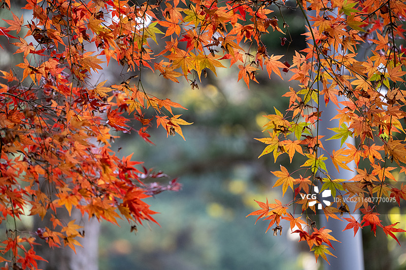 江西庐山美庐 庐山秋景图片素材