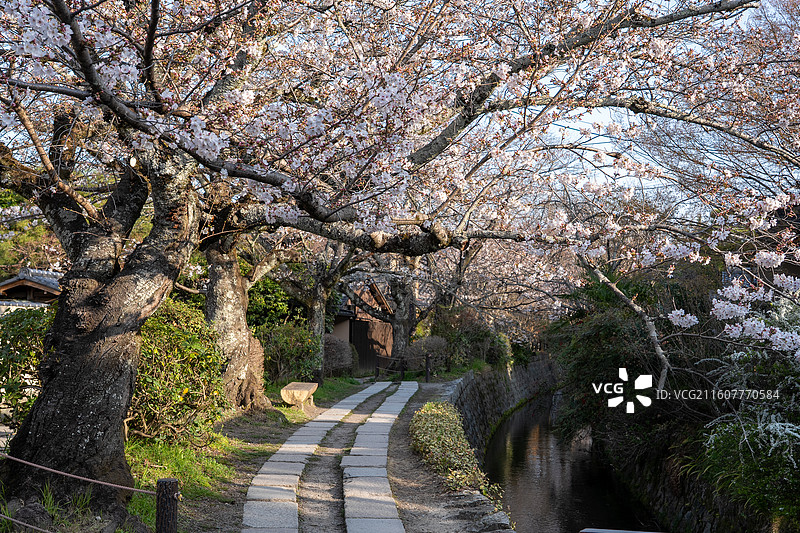 京都哲学之道樱花图片素材