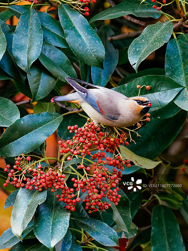 杭州植物园的小太平鸟图片素材