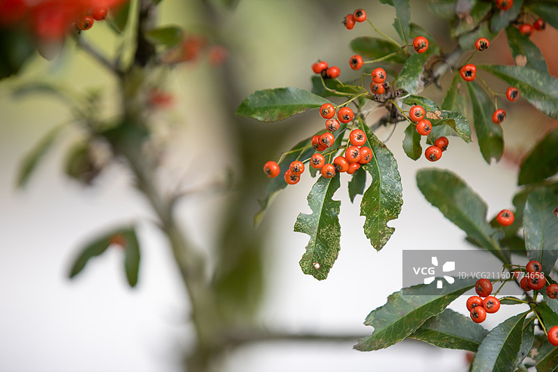 成熟的火棘果图片素材