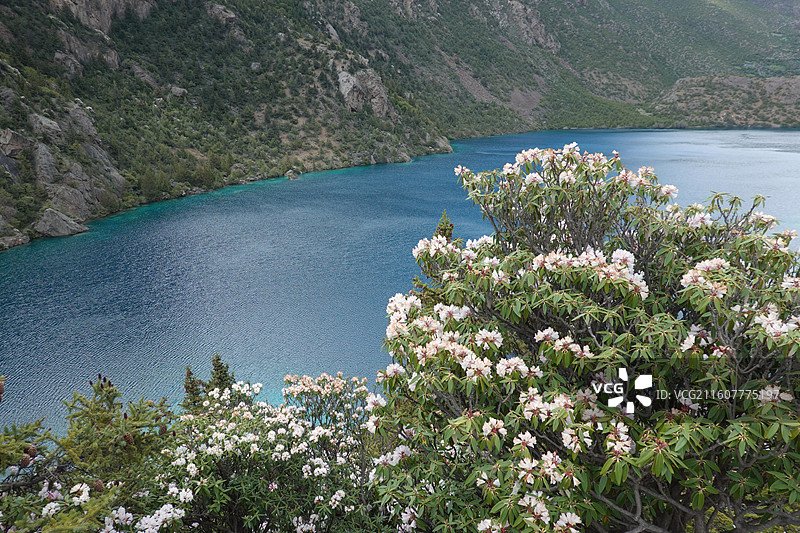 西藏昌都市边坝县三色湖：黑湖和高山杜鹃图片素材