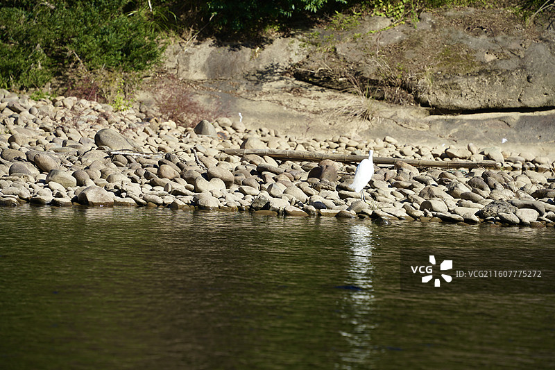 白鹭，南平市武夷山天游峰山景九曲溪竹筏，鱼，水墨山水画图片素材
