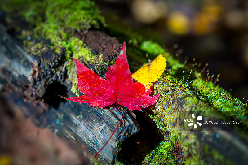 森林里的红色枫叶图片素材