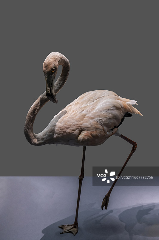 天津自然博物馆“家园·生命展区”：智利红鹳（征集时间：2013.10.8，征集地点：天津动物园）图片素材