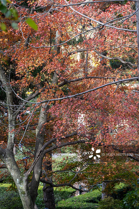 江西庐山美庐 庐山秋景图片素材