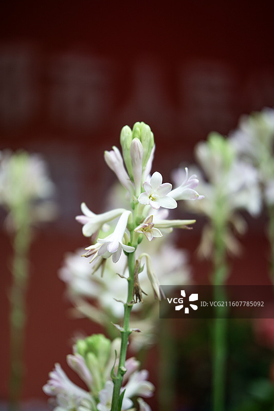 2025年秋季成都人民公园菊花展上的菊花 背景 壁纸 图案图片素材