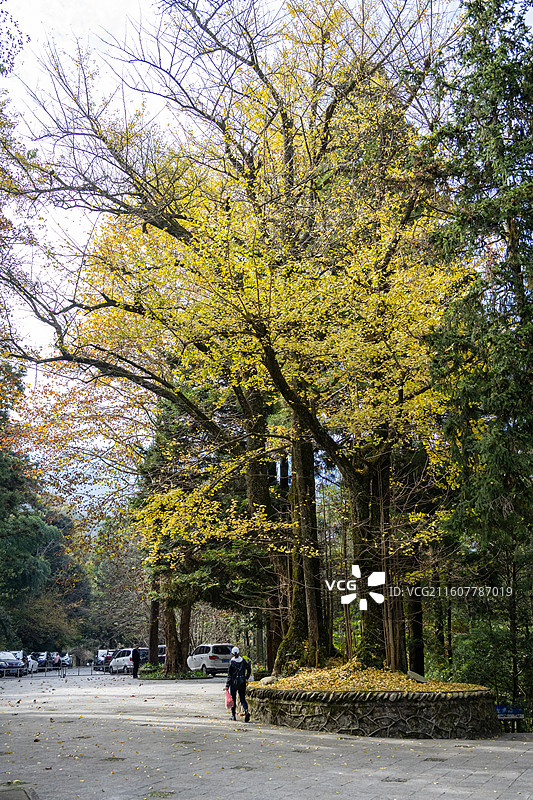 江西庐山 庐山三宝树 庐山秋景 银杏树图片素材