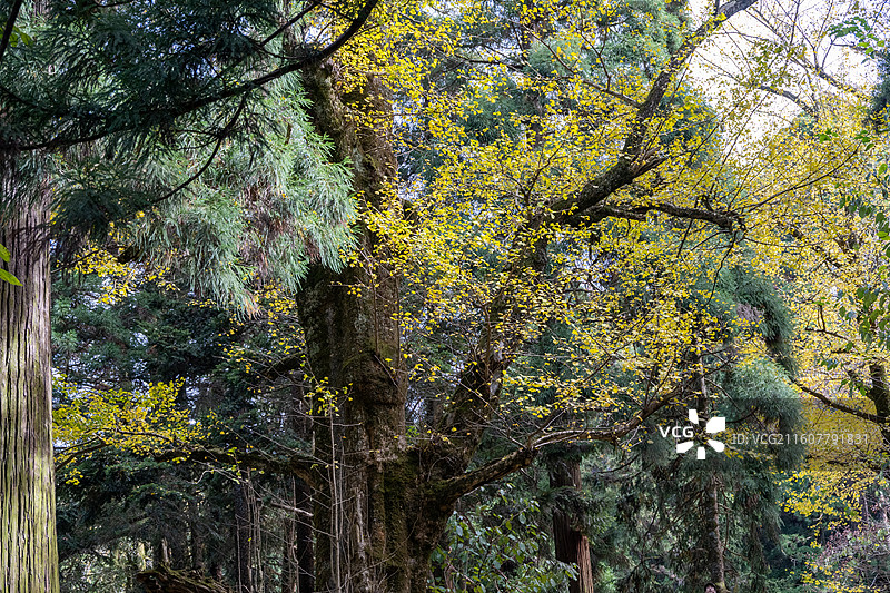 江西庐山 庐山三宝树 庐山秋景 银杏树图片素材