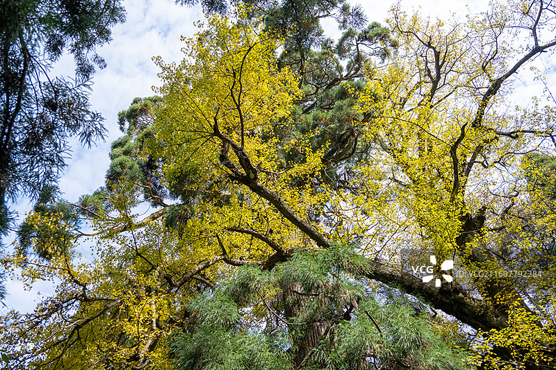 江西庐山 庐山三宝树 庐山秋景 银杏树图片素材