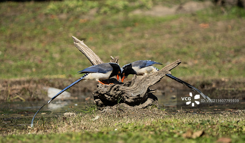 两只红嘴蓝鹊图片素材