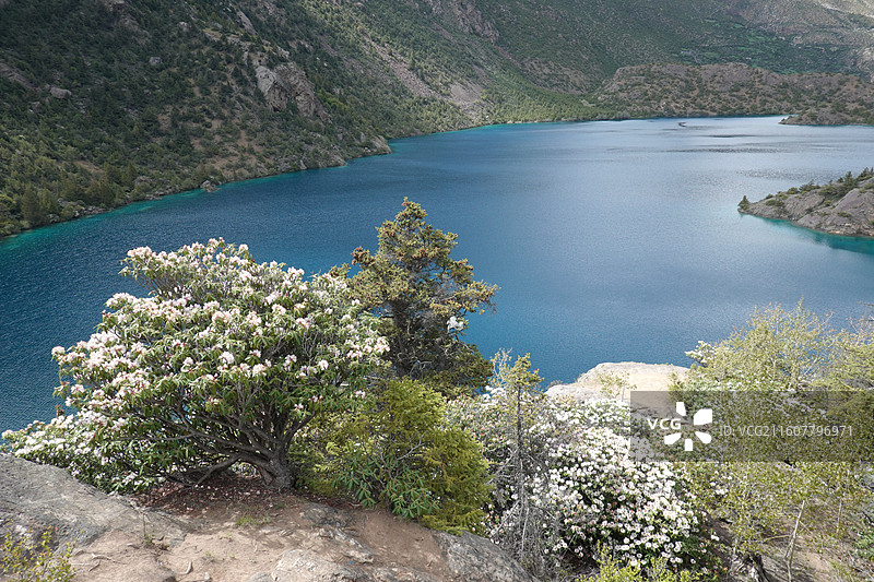 西藏昌都市边坝县三色湖：黑湖和高山杜鹃图片素材