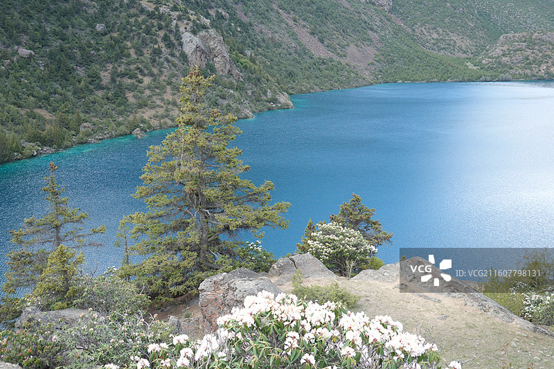 西藏昌都市边坝县三色湖：黑湖和高山杜鹃图片素材