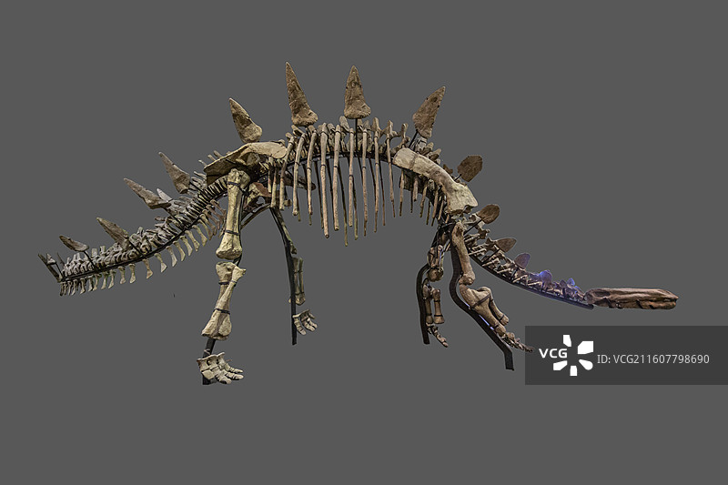 多背棘沱江龙（鸟臀目、剑龙亚目、剑龙科；侏罗纪中期时代；四川自贡产）图片素材