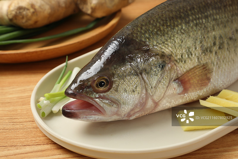 鲈鱼图片素材