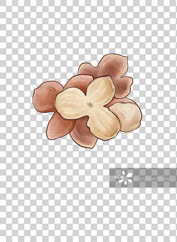 中药陈皮手绘插画图片素材