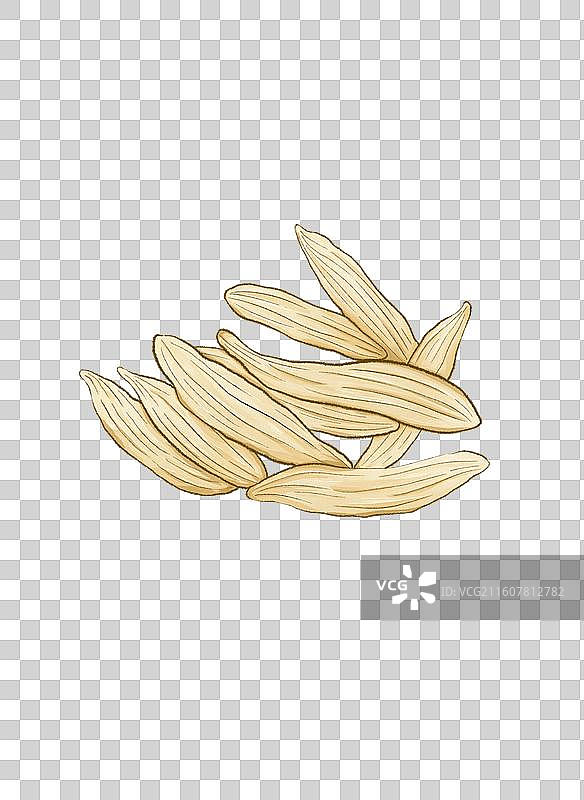 中草药麦冬插画图片素材