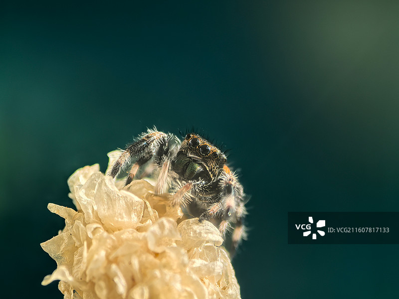 翡翠瞳.琥珀台图片素材