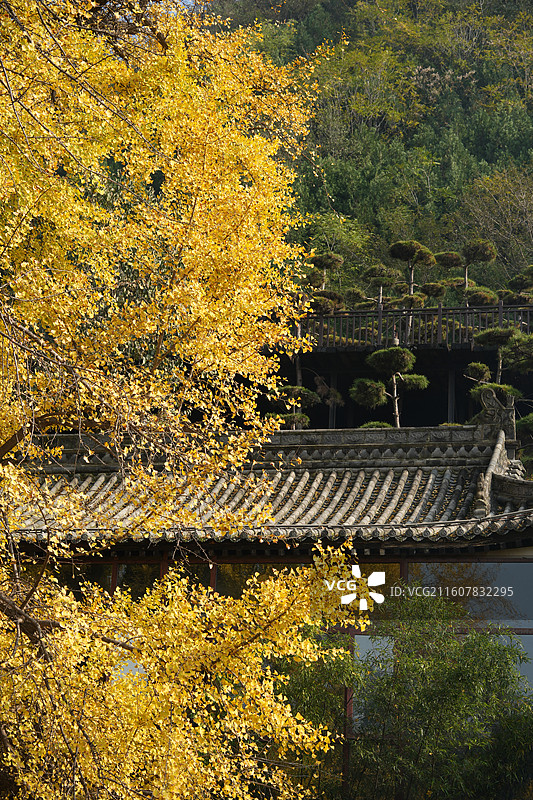 西安古观音禅寺1400年唐太宗手植千年银杏树金秋盛景高清大图图片素材