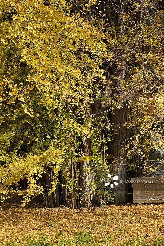 西安古观音禅寺1400年唐太宗手植千年银杏树金秋盛景高清大图图片素材