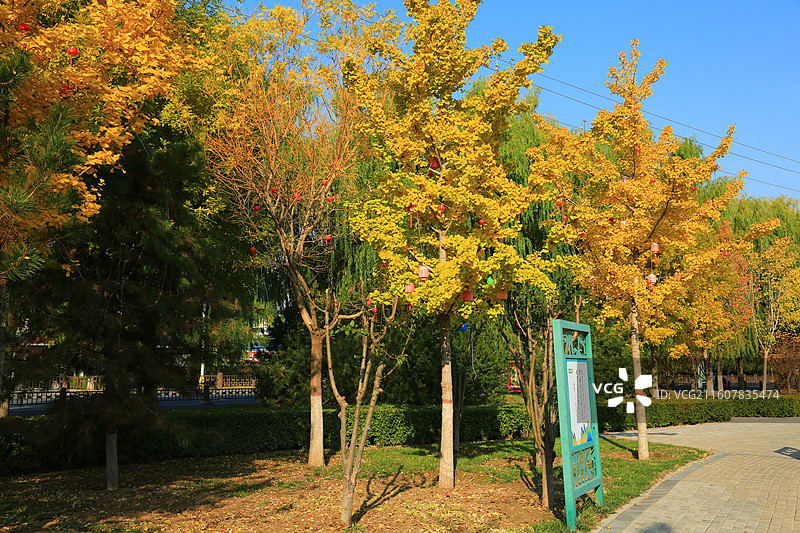 雄安新区雄县美景抓拍图片素材