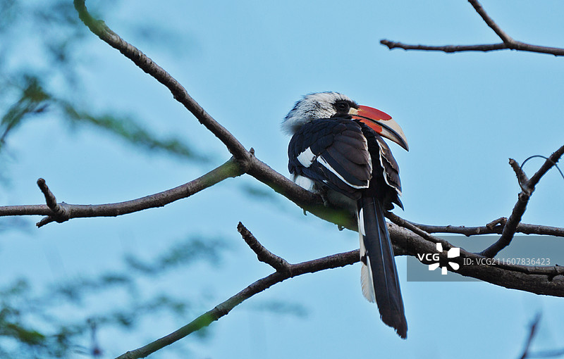 坦桑尼亚，塞伦盖蒂，红嘴弯嘴犀鸟，鸟栖息在树上的低角度视图图片素材