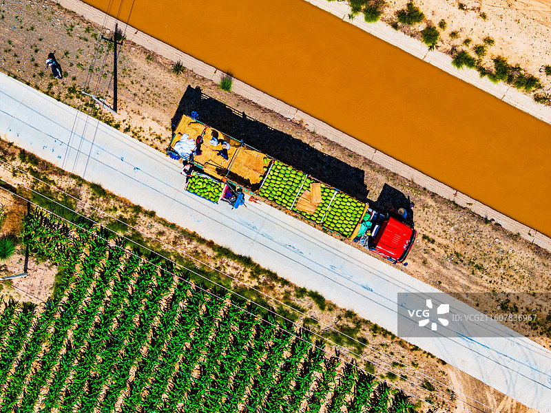 宁夏 中卫 西瓜 硒砂瓜图片素材