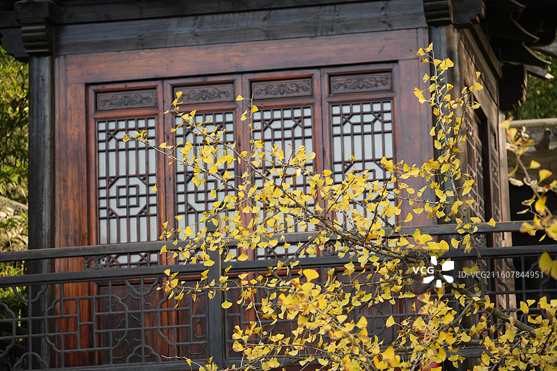 西安古观音禅寺1400年唐太宗手植千年银杏树金秋盛景高清大图图片素材