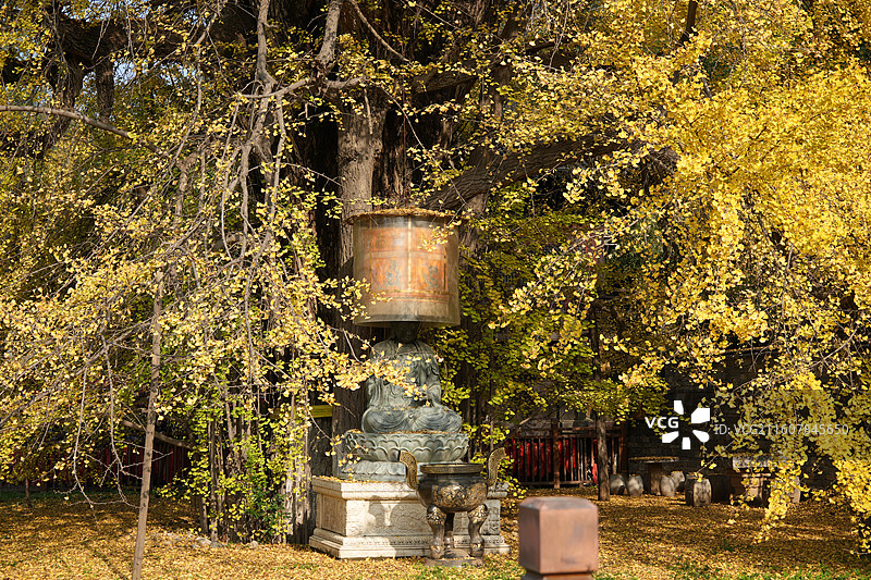 西安古观音禅寺1400年唐太宗手植千年银杏树金秋盛景高清大图图片素材
