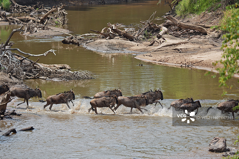 坦桑尼亚塞伦盖蒂，Serengeti，角马大迁徙，渡河的角马图片素材