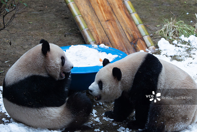 大熊猫熊猫幼崽重庆动物园图片素材