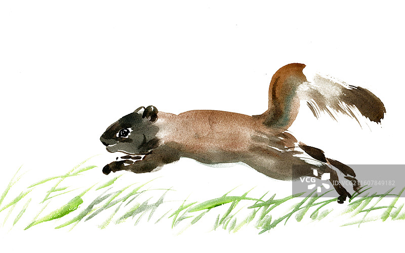 奔跑的松鼠图片素材